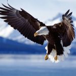 Free Games - Animals Jigsaw Puzzle Eagle