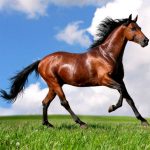 Free Games - Animals Jigsaw Puzzle Horses