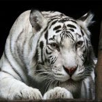 Free Games - Animals Jigsaw Puzzle Tiger