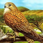 Free Games - Birds of Prey Puzzle