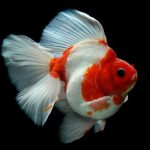 Free Games - Gold Fish Jigsaw Puzzle